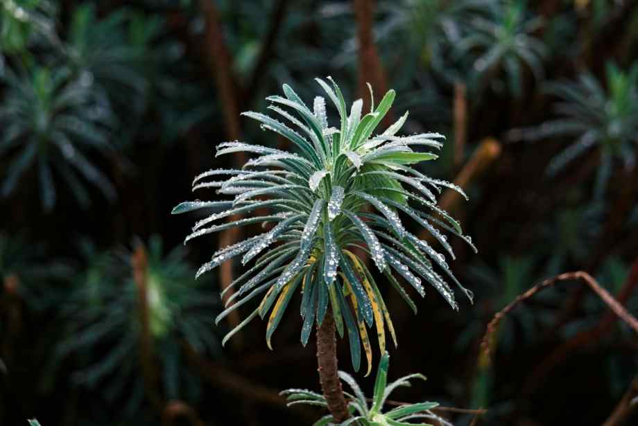 Mettre en place des barrières végétales et physiques-Humanités environnementales